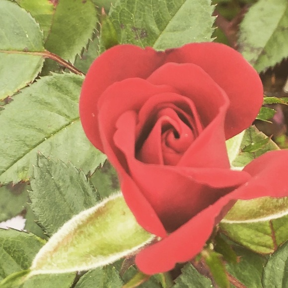 Meet your Posher, Kristen - Picture 1 of 1